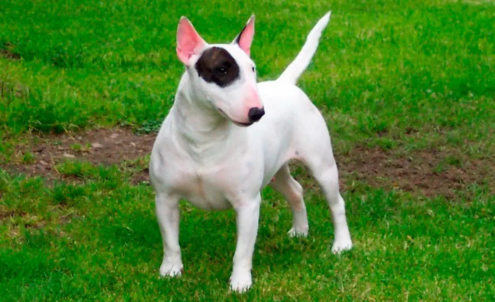 Bull Terrier Inglés: Elegancia y Fortaleza