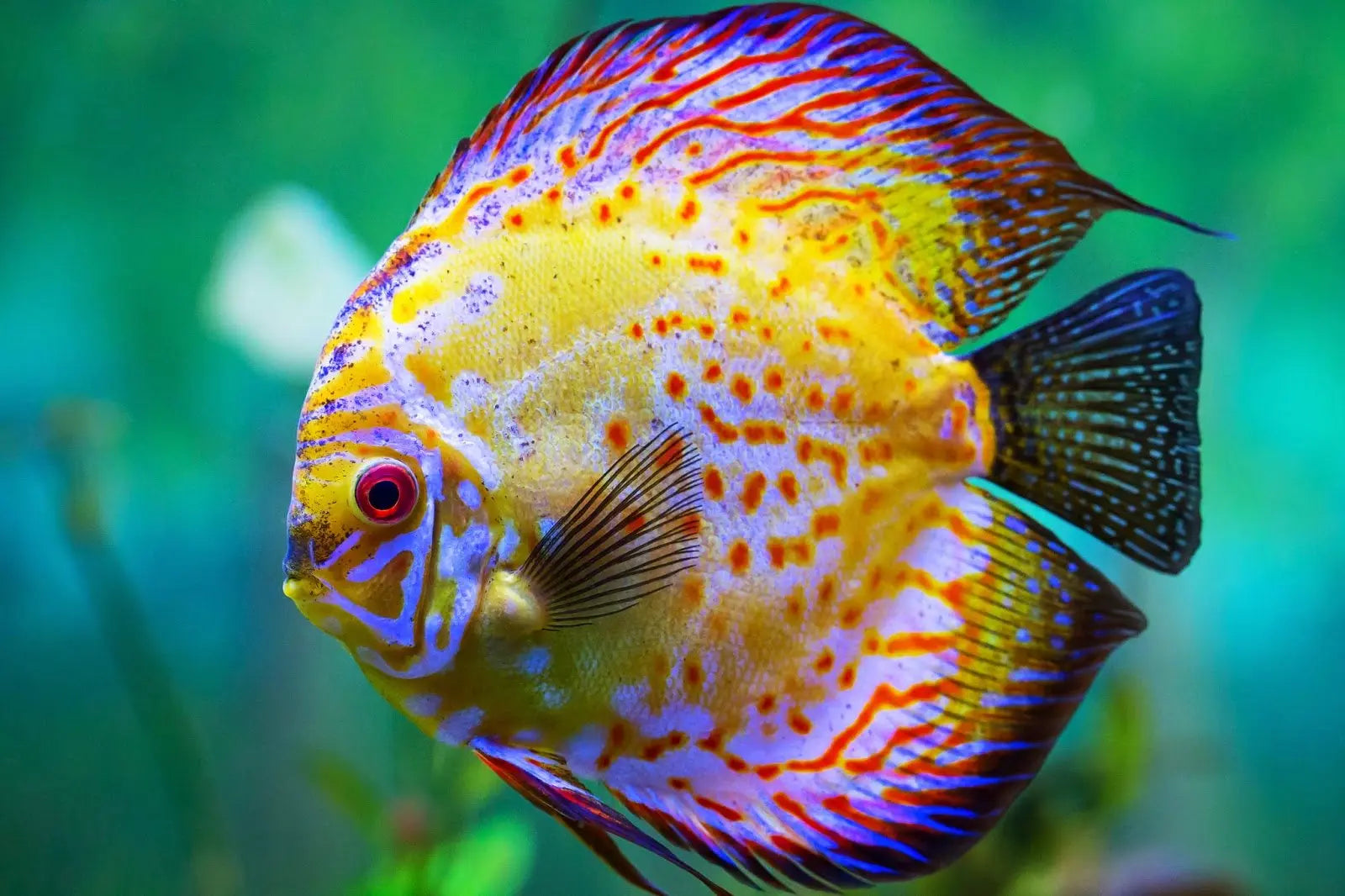 Peces Disco (Symphysodon spp.): Belleza y Elegancia Acuática