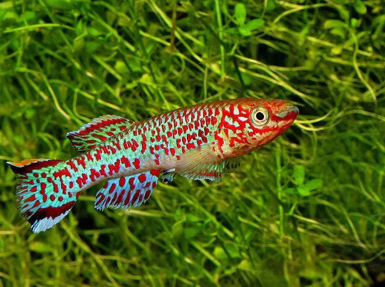 Killi Fundulopanchax gardneri: Elegancia y Color en el Mundo Killi