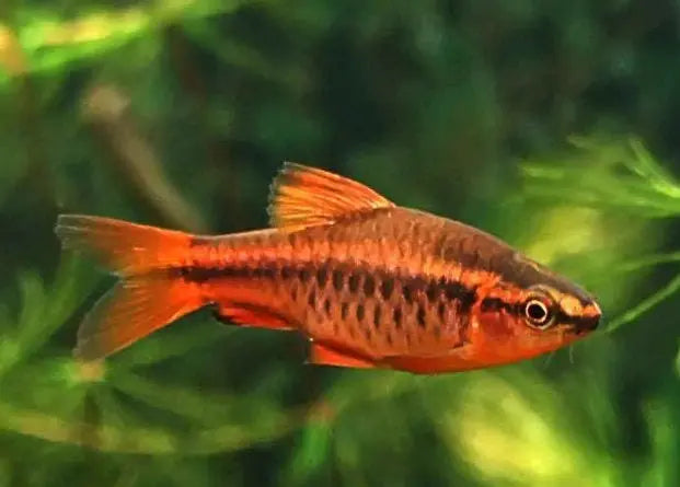 Barbudo Cereza (Barbus titteya): Elegancia en Tonos Rojos