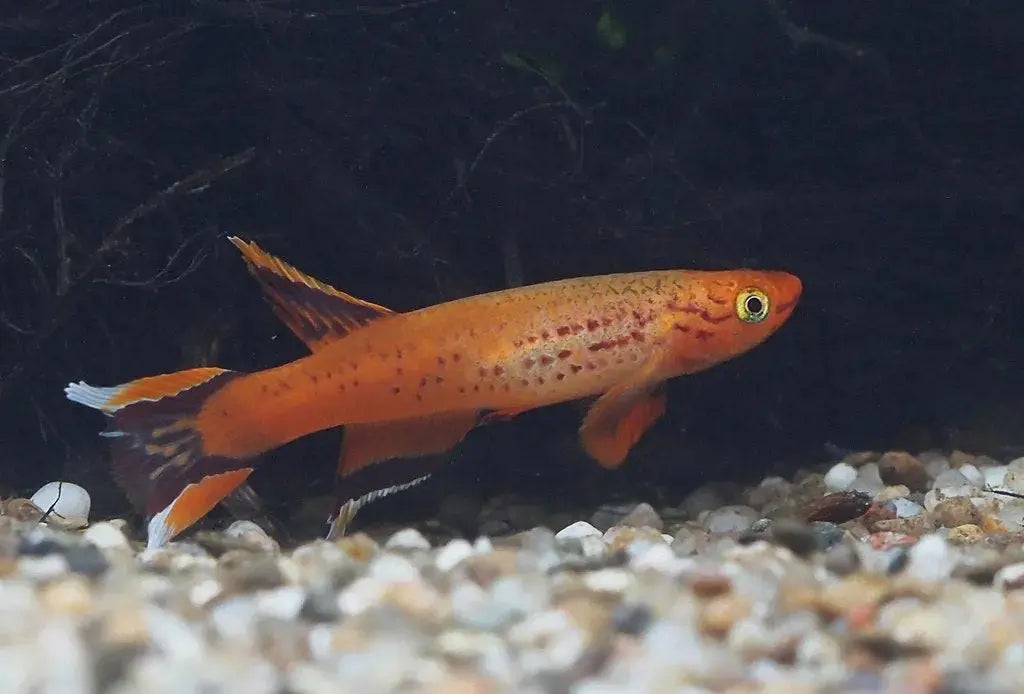 Killi Aphyosemion australe: Belleza y Vivacidad en el Acuario