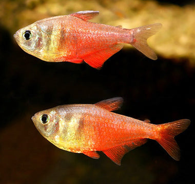 Tetra Aleta Roja (Hyphessobrycon flammeus): Elegancia y Color en Miniatura