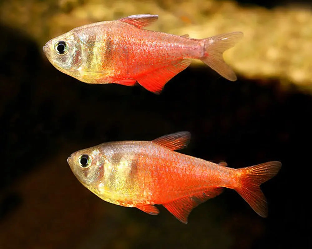 Tetra Aleta Roja (Hyphessobrycon flammeus): Elegancia y Color en Miniatura