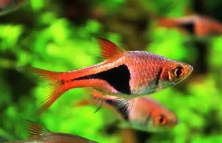 Rasbora Arlequín (Rasbora heteromorpha): Elegancia y Vitalidad en Acuarios