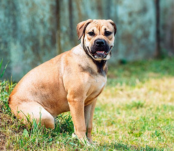 Dogo Mallorquín (Ca de Bou): Fuerza y Nobleza