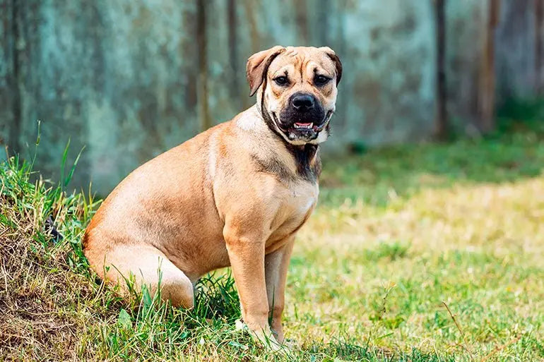 Dogo Mallorquín (Ca de Bou): Fuerza y Nobleza