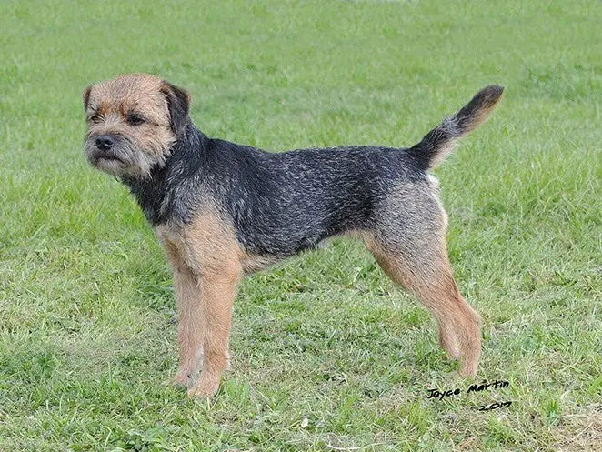 Border Terrier: Exploradores Intrépidos Pequeña y Compacto.