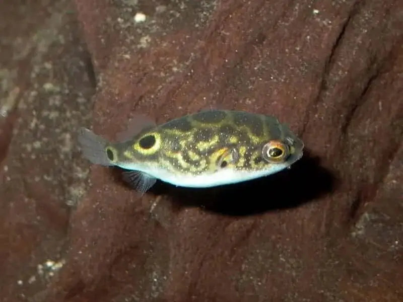 Pez Globo Enano (Carinotetraodon travancoricus): Explorando la Maravilla Miniatura