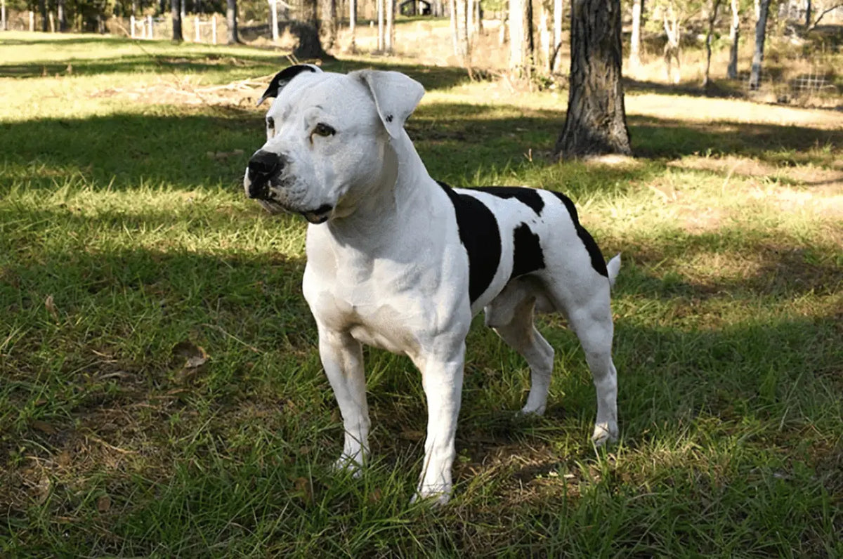 Bulldog Americano: Fuerza, Dulzura y Lealtad.