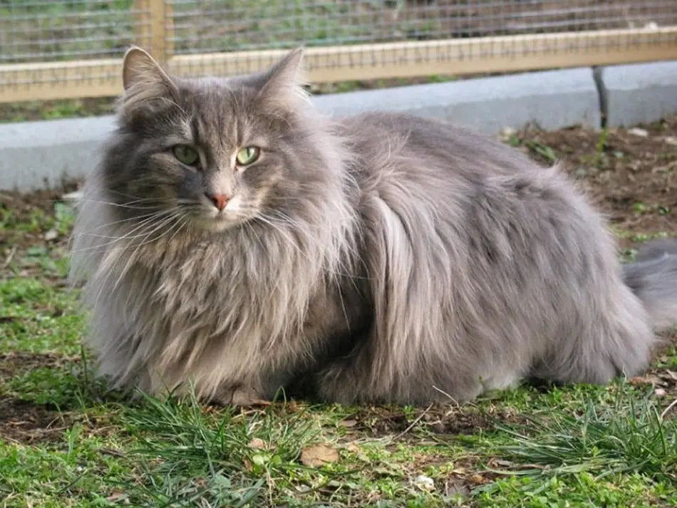 Gato Bosque de Noruega: Majestuosidad Nórdica en un Pelaje Silvestre.