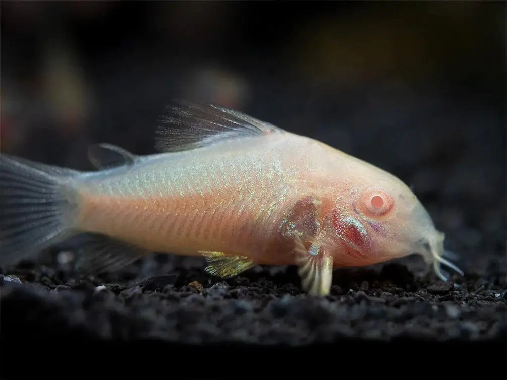Corydora Albina (Corydoras aeneus var. albino): El Elegante Albinismo Acuático