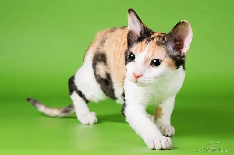 Gato Ural Rex: Elegancia Rizada de Rusia.