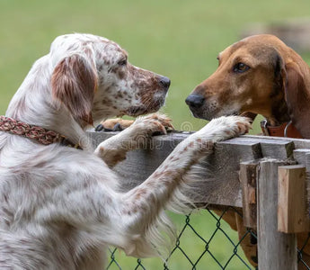 Lección 1: Introducción al Mundo del Adiestramiento Canino