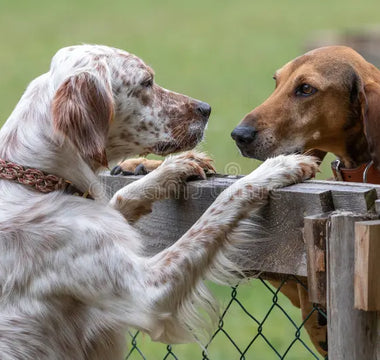 Lección 1: Introducción al Mundo del Adiestramiento Canino