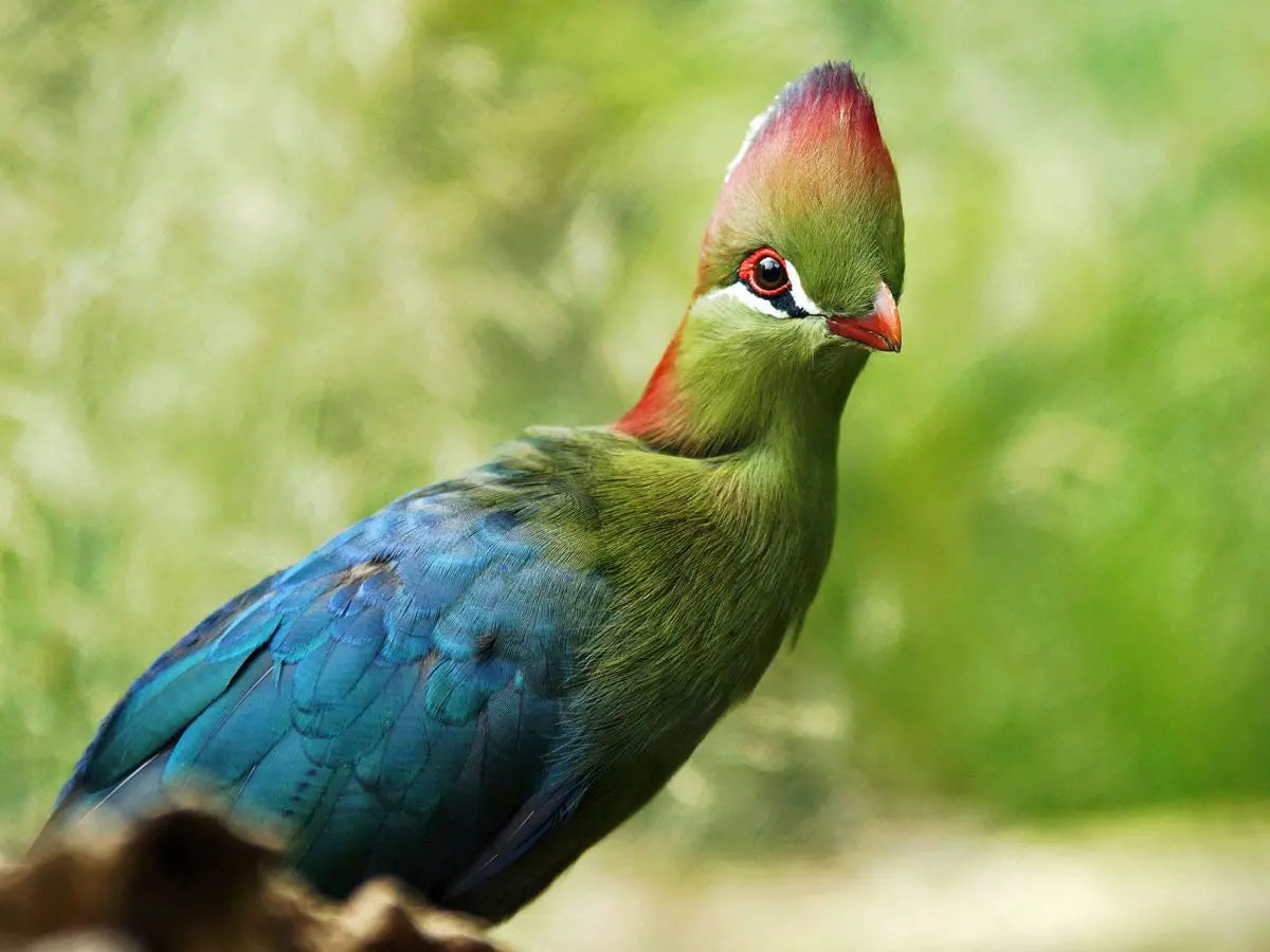 Turaco – Musophagidae: Elegancia Exótica