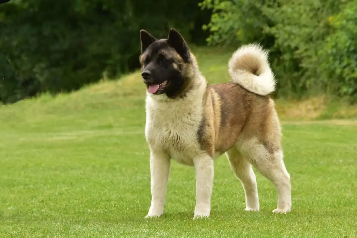 Akita Inu: Nobleza Japonesa en un Gigante Sereno.