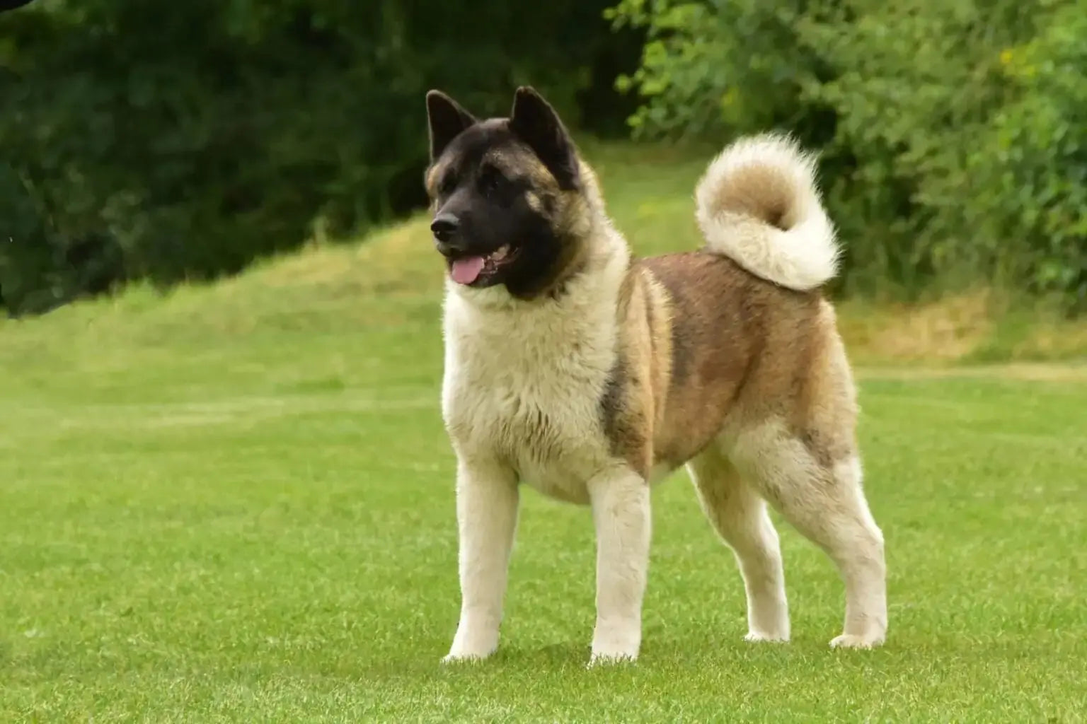 Akita Inu: Nobleza Japonesa en un Gigante Sereno.