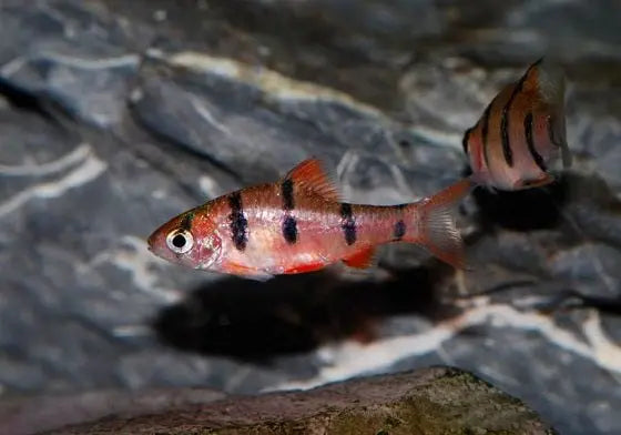 Barbudo Puntiagudo (Barbus pentazona): Belleza Rayada en el Acuario