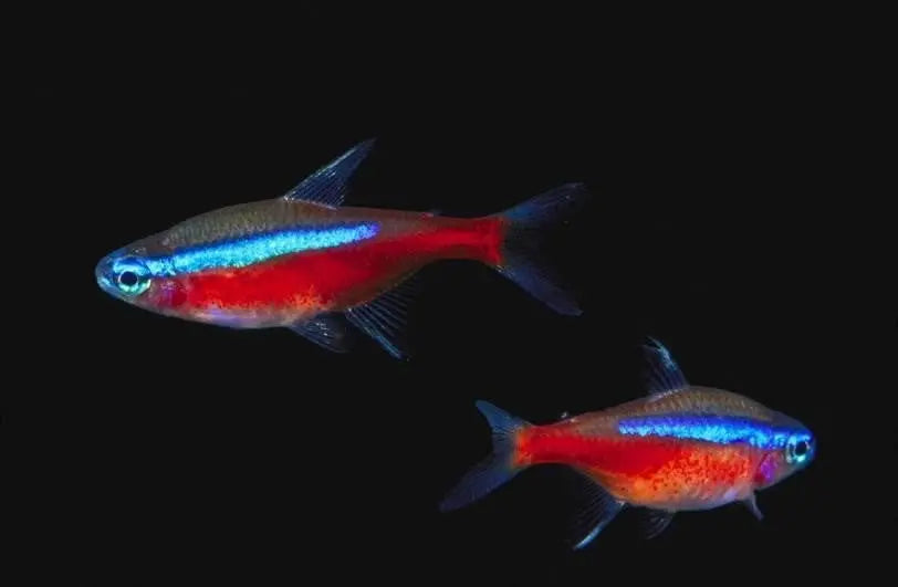 Tetra Cardenal (Paracheirodon axelrodi): Elegancia en Miniatura en el Acuario