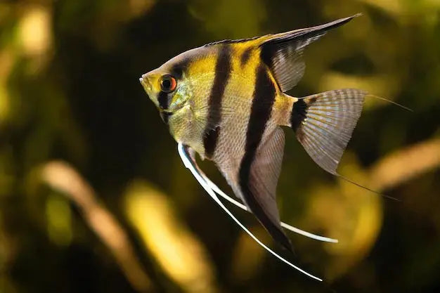 Pez Ángel (Pterophyllum scalare): Elegancia en las Profundidades