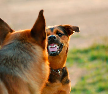 Entrenamiento de la Agresividad en Perros hacia Otros Caninos