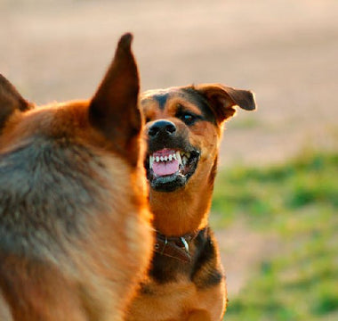 Entrenamiento de la Agresividad en Perros hacia Otros Caninos