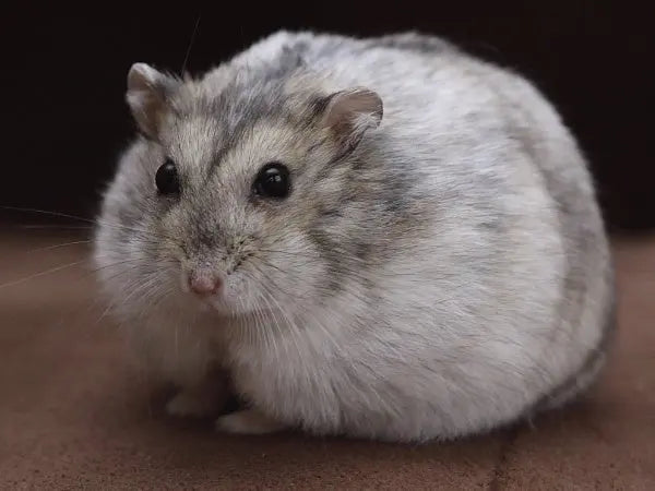 Hámster Ruso (Phodopus sungorus) Guia