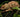 Camaleón de Oustalet (Furcifer oustaleti)