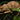 Camaleón de Oustalet (Furcifer oustaleti)