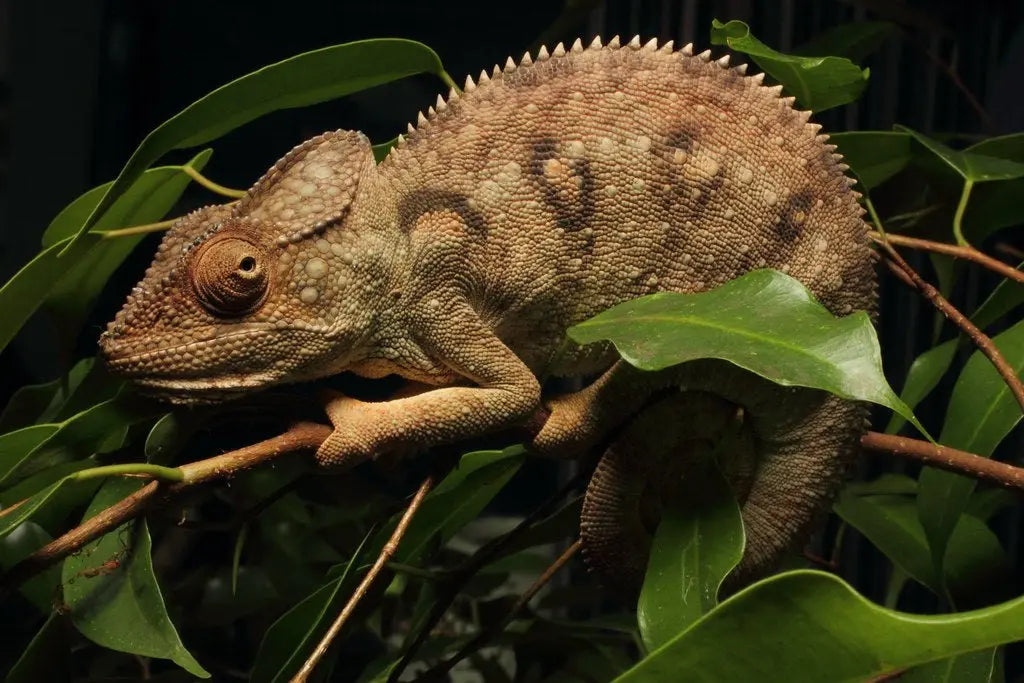 Camaleón de Oustalet (Furcifer oustaleti)