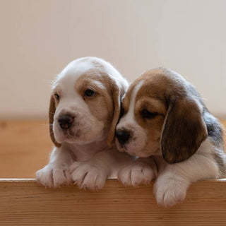 Guía para Elegir el Cachorro Ideal