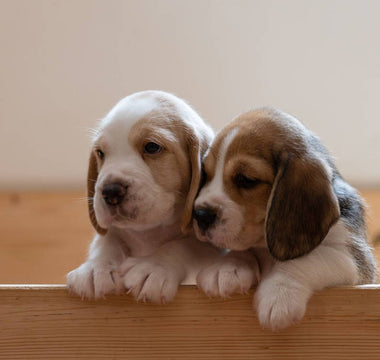 Guía para Elegir el Cachorro Ideal