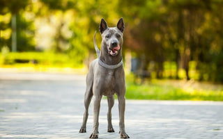 Ridgeback Tailandés: Elegancia Oriental y Lealtad Inigualable.