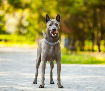 Ridgeback Tailandés: Elegancia Oriental y Lealtad Inigualable.