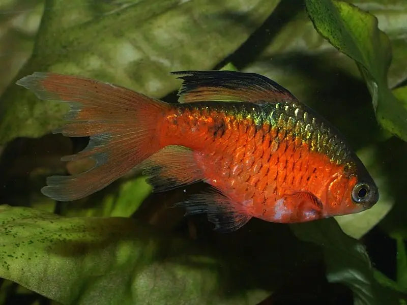 Barbo Rosado (Puntius conchonius): Elegancia en Rosa