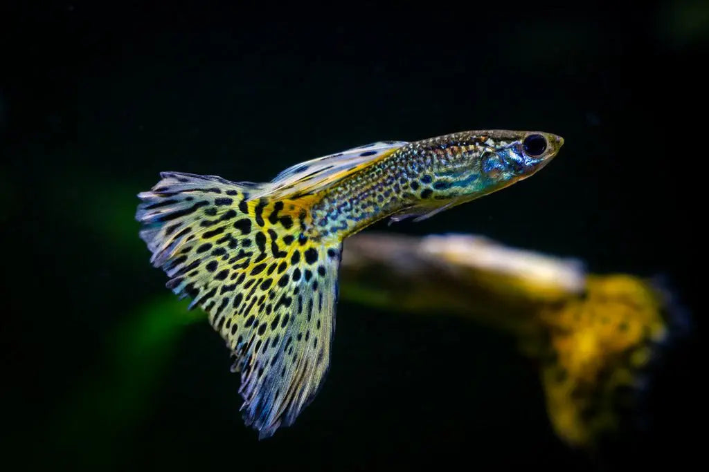 Guppy (Poecilia reticulata): Explorando la Vida en Colores Vivos