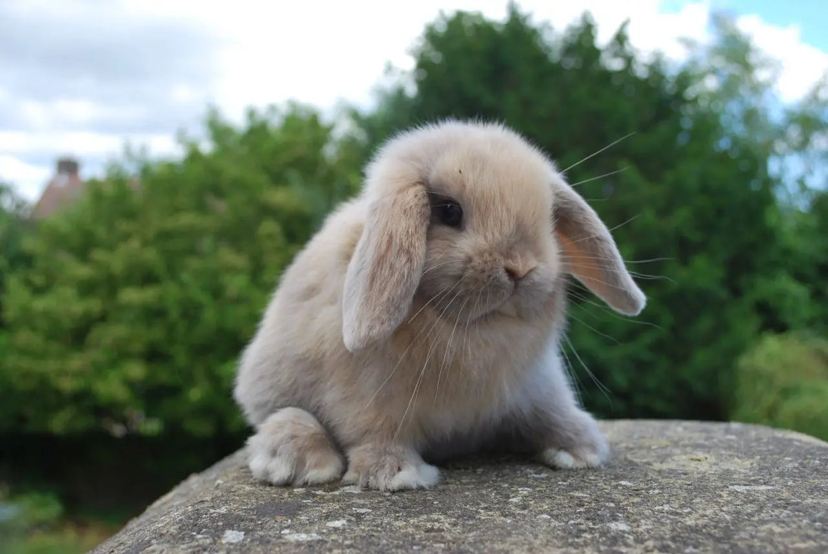 Conejo Mini Lop Guia