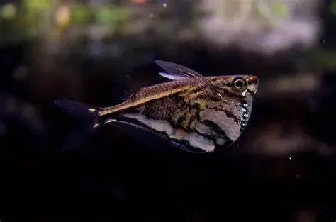 Pez Mariposa (Carnegiella strigata): Elegancia en Movimiento