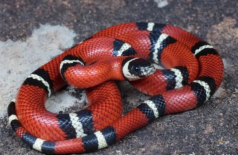 Serpiente de Leche (Lampropeltis triangulum)