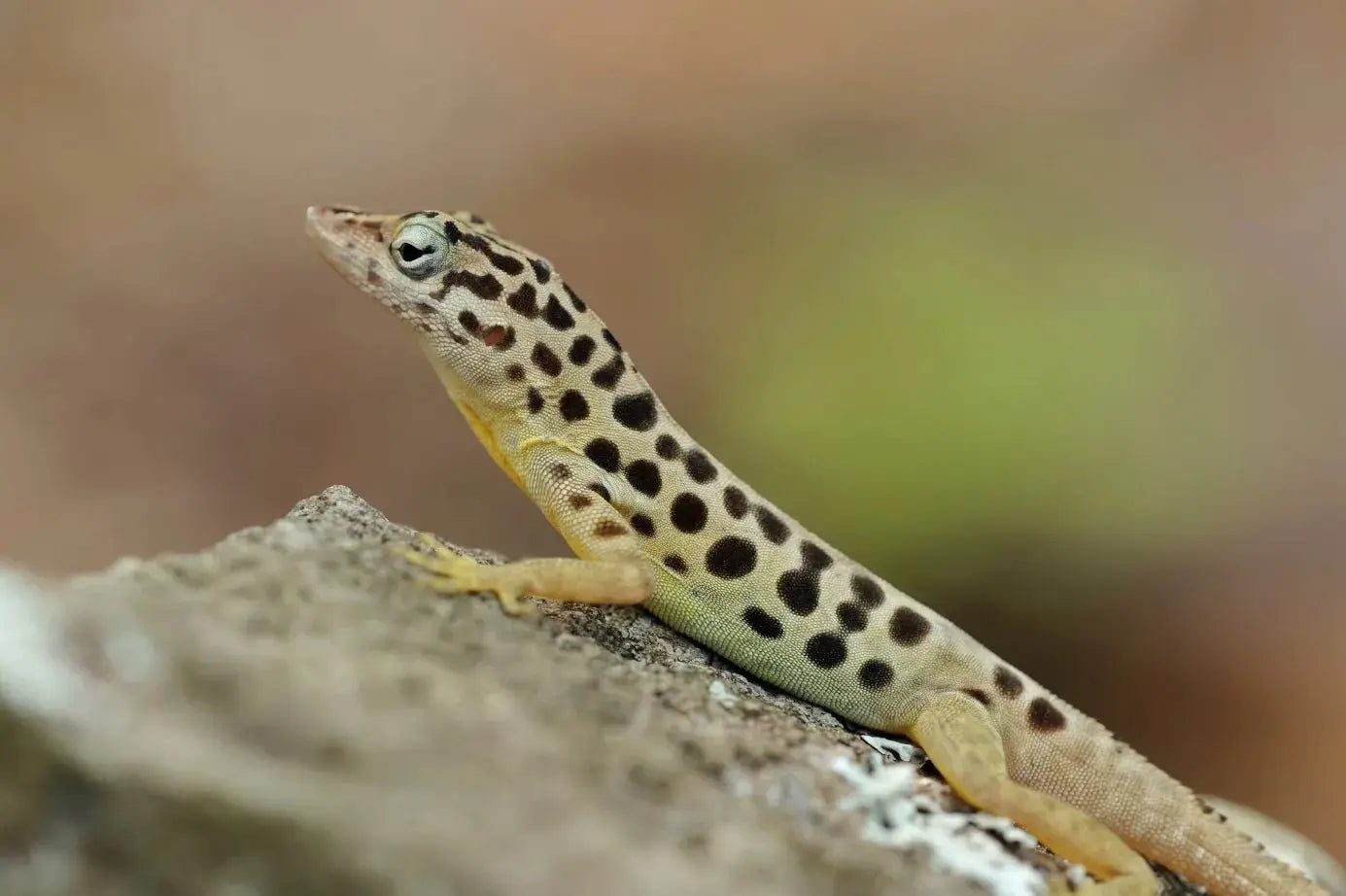 Anolis (Anolis spp.) Guia