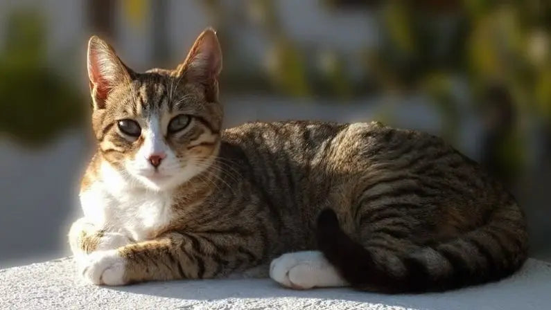 Gato American Wirehair: La Elegancia de la Naturaleza en un Pelaje Rizado.