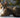 Gato American Wirehair: La Elegancia de la Naturaleza en un Pelaje Rizado.