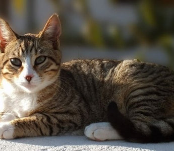 Gato American Wirehair: La Elegancia de la Naturaleza en un Pelaje Rizado.