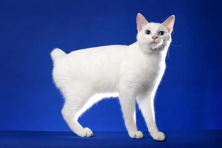 Gato Bobtail Japonés: Elegancia y Misterio en la Cola Corta.