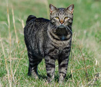 Gato Manx: La Elegancia de un Felino sin Cola