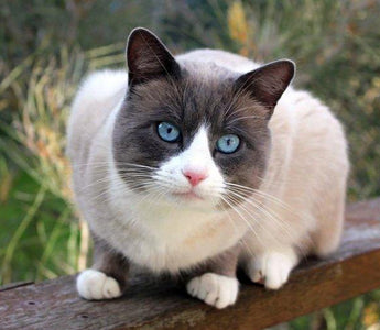 Gato Snowshoe: Elegancia Marcada en Cuatro Puntos.
