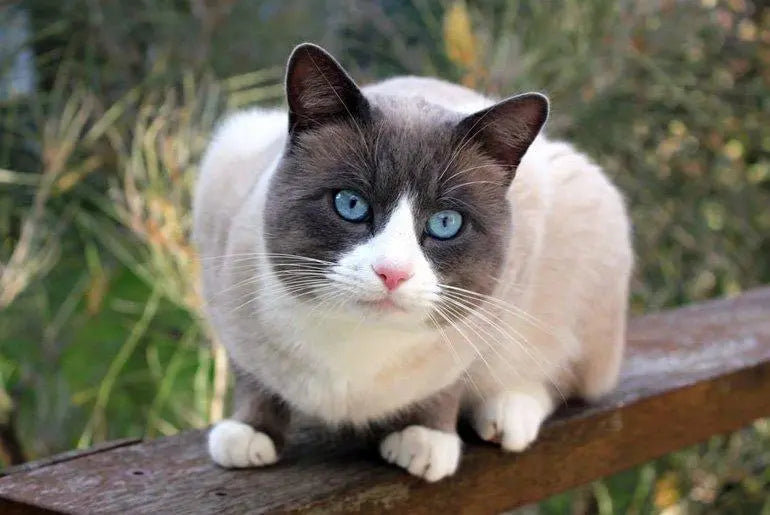 Gato Snowshoe: Elegancia Marcada en Cuatro Puntos.