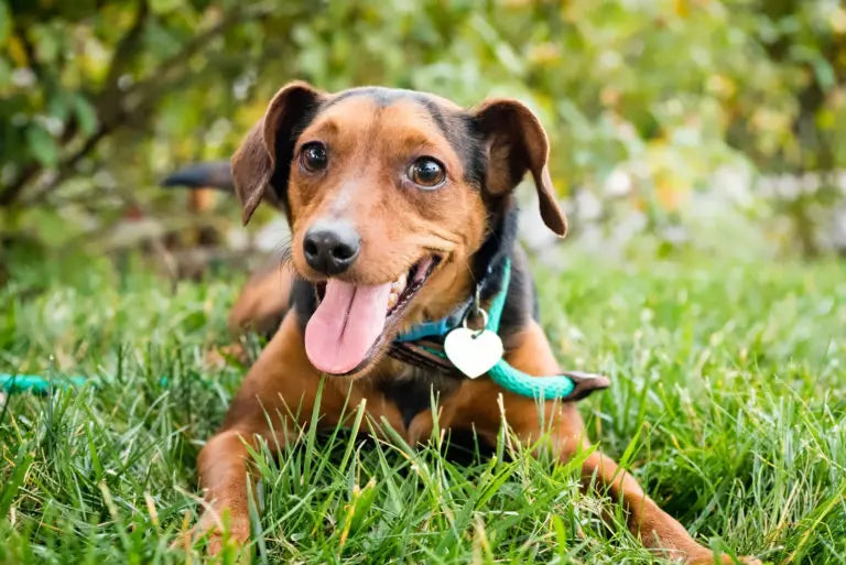 Lección 9: La Importancia del Cuidado y la Salud de tu Perro