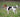 Jack Russell Terrier: Un Torbellino de Energía.