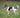 Jack Russell Terrier: Un Torbellino de Energía.